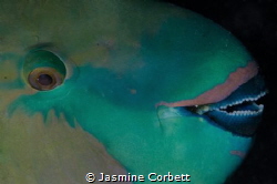I noticed this Parrotfish on a night dive and it was so s... by Jasmine Corbett 